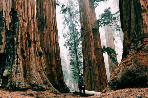 Parc national de Yosemite : Visite guidée de 2 jours du village de CurryCélibataire