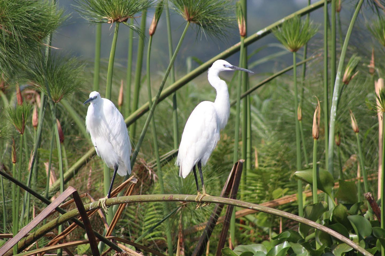 عنتيبي: جولة مابامبا شوبيل وزيارة فيكتوريا مول