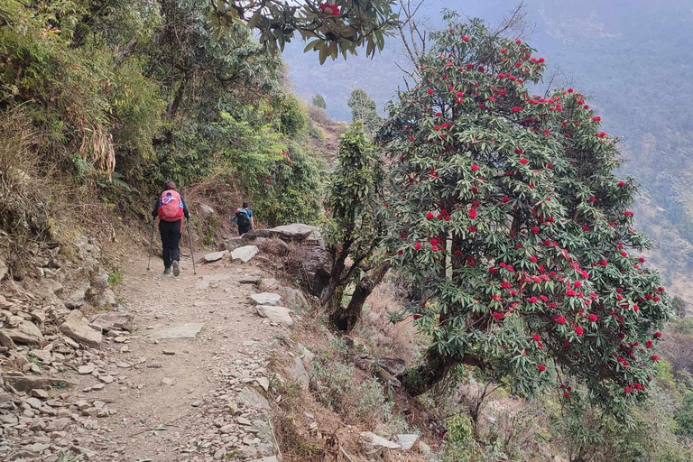 Ghorepani Poon Hill Trek - 4 Days