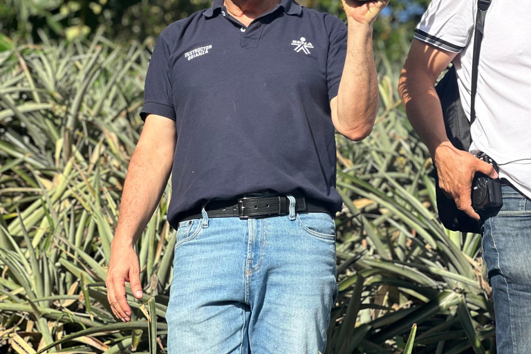 From Medellín: Pineapple Farm Experience with Tasting