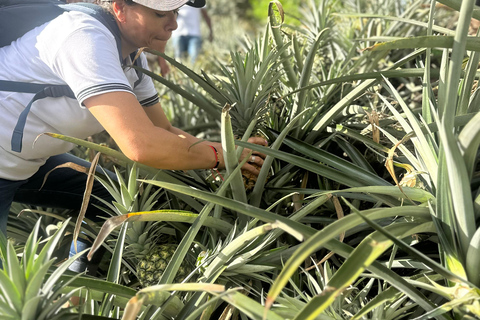 From Medellín: Pineapple Farm Experience with Tasting