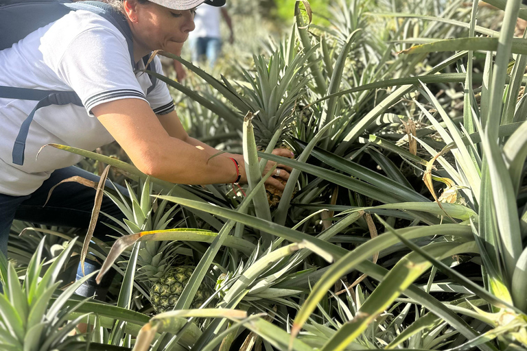 From Medellín: Pineapple Farm Experience with Tasting