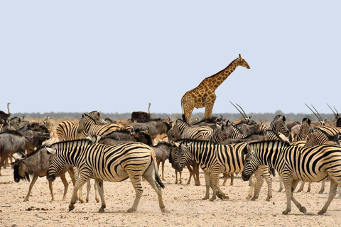 6 dagars safari med Tarangire, Serengeti och Ngorongorokratern6 dagars safari i Tarangire, Serengeti och Ngorongorokratern