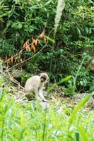 Loterie Farm, Jungle Kids Adventure Park day-entry - Hizvo