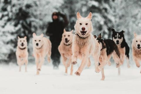 Levi: Selbstfahrende 5 KM Husky-Schlittenfahrt
