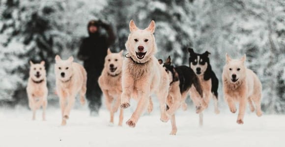 Levi: Drive Your Own Husky Team on a 5 KM Sledding Tour