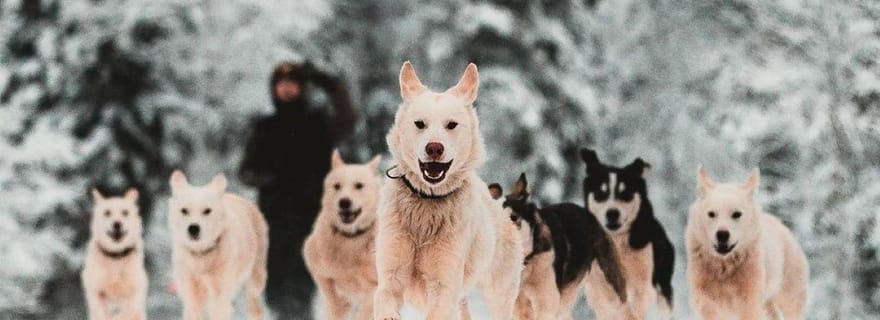 Levi : Expérience de traîneau à huskies de 5 km en autotour