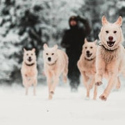 Levi: Selbstfahrende 5 KM Husky-Schlittenfahrt