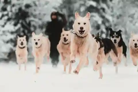 Levi: Experiência de trenó puxado por huskies de 5 km