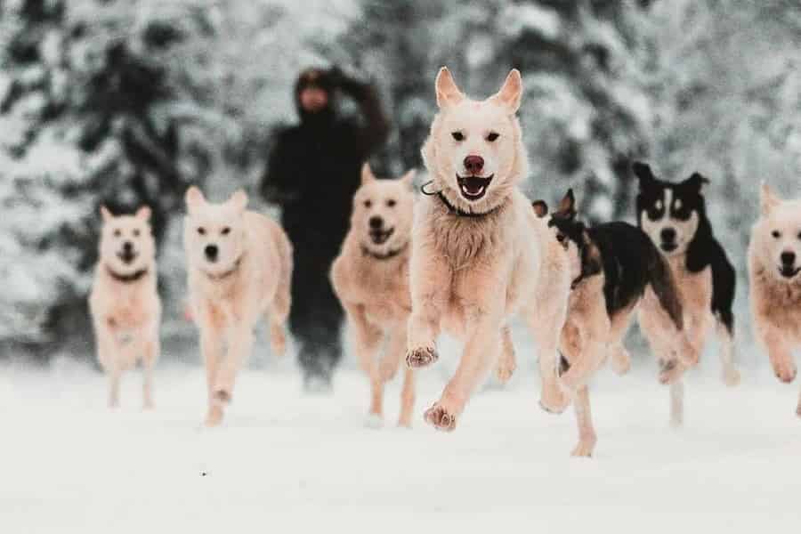 Levi: Selbstfahrende 5 KM Husky-Schlittenfahrt. Foto: GetYourGuide Levi: Selbstfahrende 5 KM Husky-Schlittenfahrt. Foto: GetYourGuide