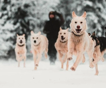 Levi: Self-Drive 5 KM Husky Sledding Experience
