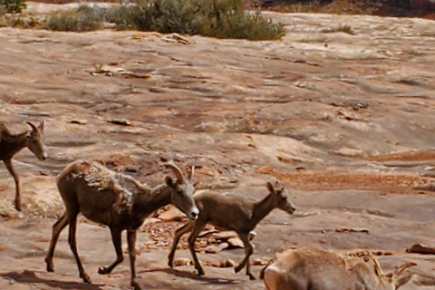 Arches & Canyonlands National Parks – 4×4 Full Day Arches & Canyonlands National Parks 4×4 Full Day