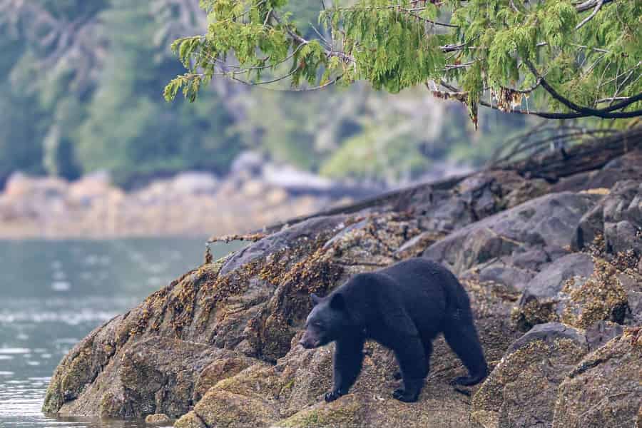 Tofino: Wildtier-Safari-Bootstour im Clayoquot Sound. Foto: GetYourGuide