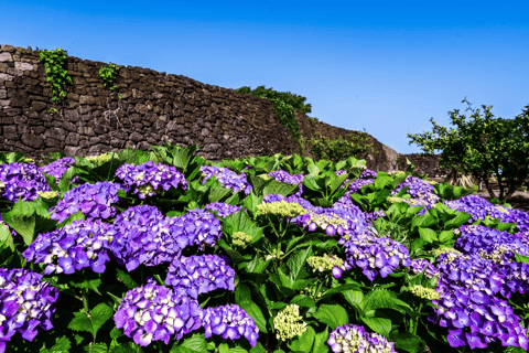 Jeju Island: East Jeju Summer Hydrangea Tour
