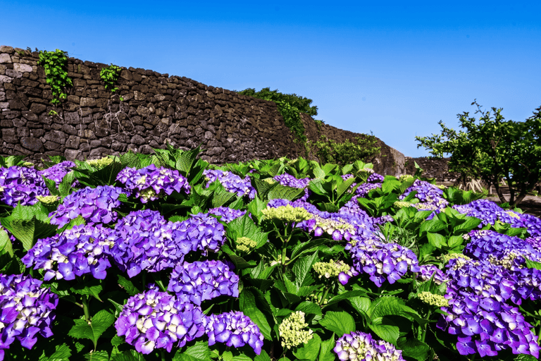 Jeju Island: East Jeju Summer Hydrangea Tour