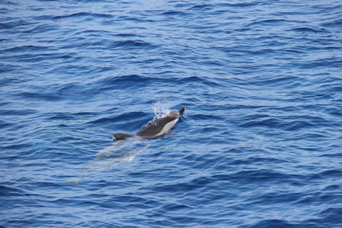 Varazze: Pelagos Sanctuary Wildlife Cruise with Guide