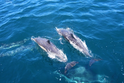 Obserwacja delfinów i wielorybów w Negombo