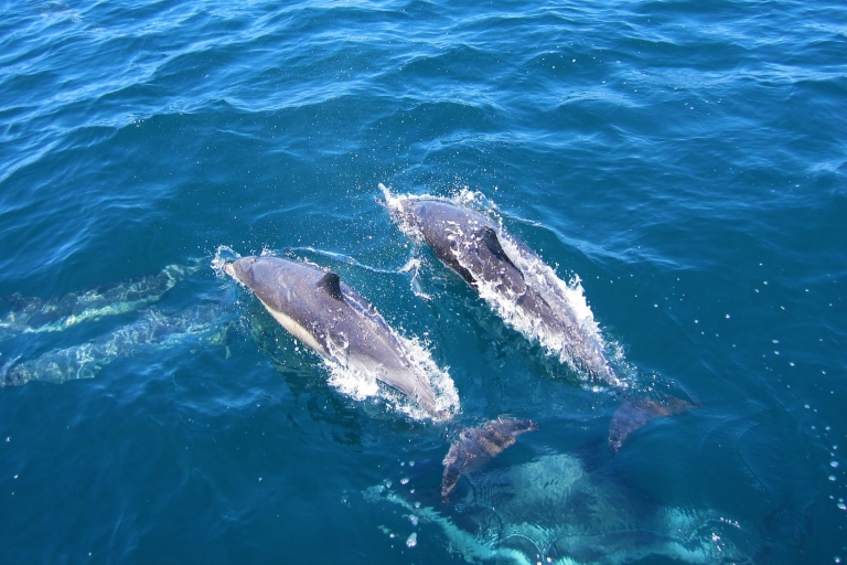 Avistamiento de delfines y ballenas en Negombo