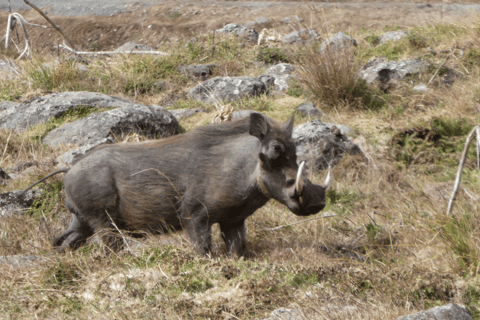 4 days Bale Mountains Wildlife & Nature Tour