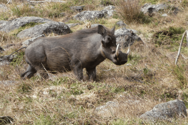 4 days Bale Mountains Wildlife & Nature Tour