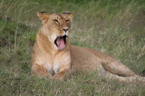 Tarangire National Park: 2-Day Flying Safari