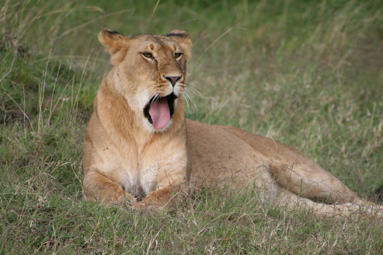 Tarangire National Park: 2-Day Flying Safari
