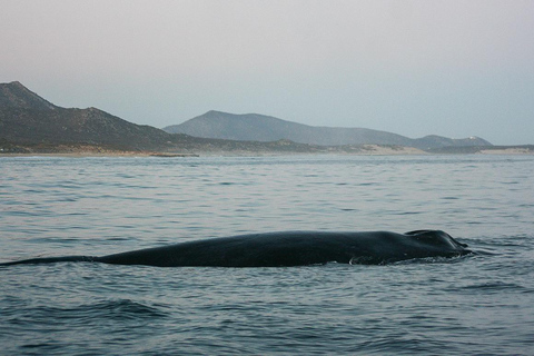 San Jose del Cabo Sunset Whale Watching