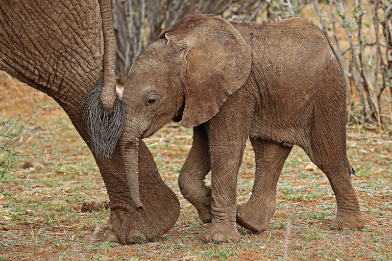 Nairobi, Elephant Orphanage &amp; Giraffe CentreNairobi: National Park, Elephant Orphanage &amp; Giraffe Centre