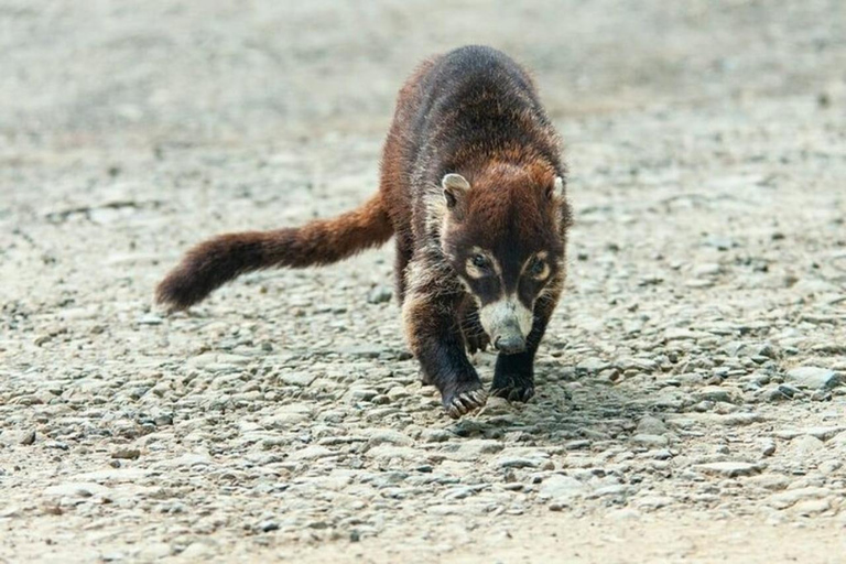 Da San Jose: Tour privato di un giorno nella foresta pluviale di Monteverde