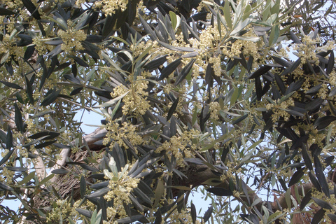 Sorrento: Walking Tour in Lemon Garden w/ Food Tasting