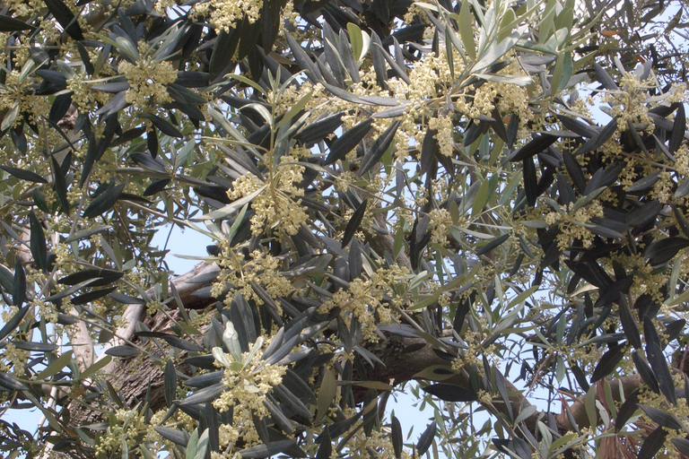 Sorrento: Walking Tour in Lemon Garden w/ Food Tasting