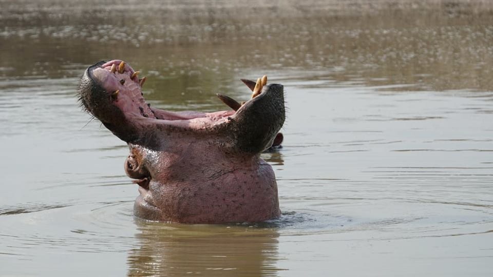 15 Days Lake Mburo NP Lake Bunyonyi Bwindi Forest NP Quee GetYourGuide