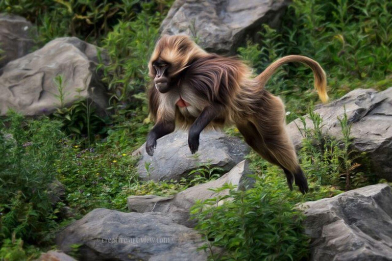 Simien Mountains: Gelada Baboon Kingdom & Grand Escarpment