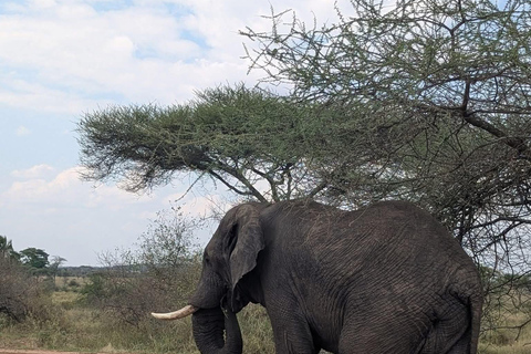 Arusha :Tarangire National Park Day Trip Arusha :Tarangire National Park Day Trip - join group safari