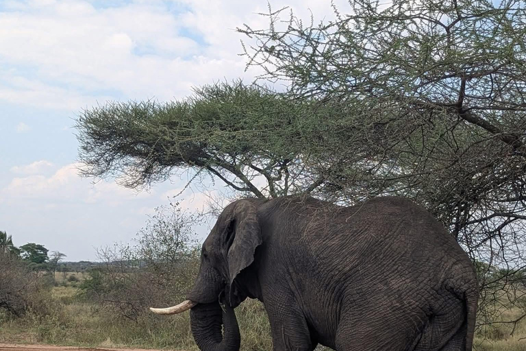 Arusha :Tarangire National Park Day Trip Arusha :Tarangire National Park Day Trip - join group safari