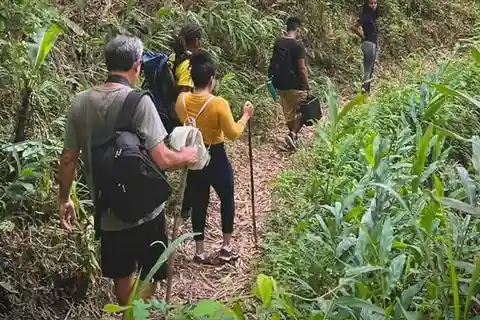De Montego Bay/Falmouth: Caminhada na Fazenda de Café Blue Mountain