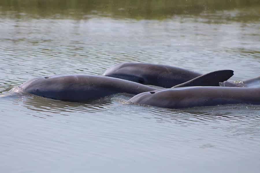 Folly Beach Dolphin Viewing Bootsausflug. Foto: GetYourGuide Folly Beach Dolphin Viewing Bootsausflug. Foto: GetYourGuide