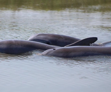 Excursão de barco para observação de golfinhos em Folly Beach