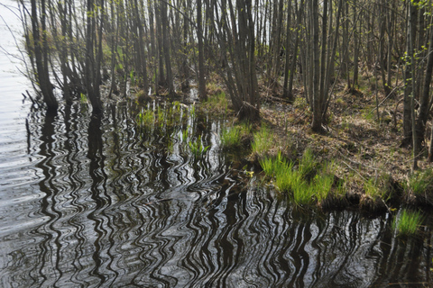 Stockholm: Dog Walk in Nature Reserve with Swedish Fika