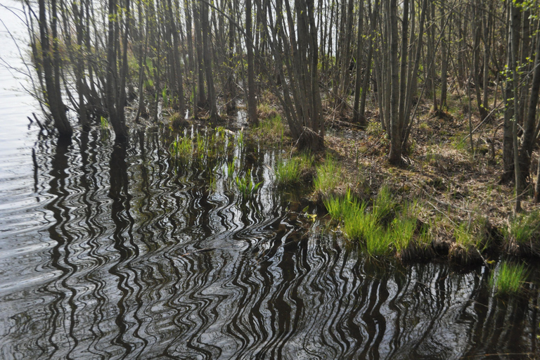 Stockholm: Dog Walk in Nature Reserve with Swedish Fika