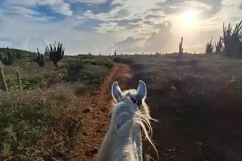Aruba: 2-Hour advanced Horseback Riding Tour with Beach