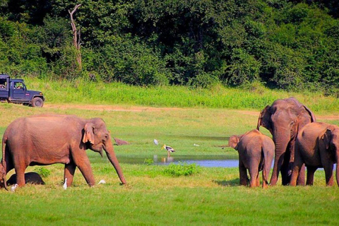 Overnight, Periyar Wildlife Tour with Elephant Bath