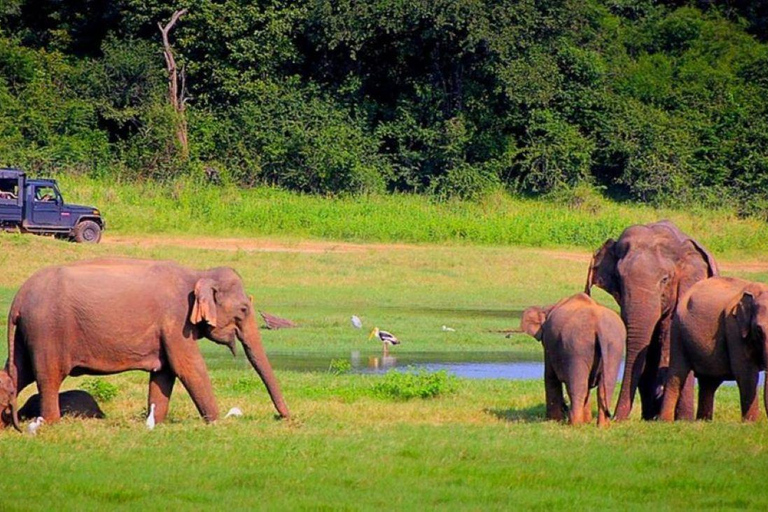 Exclusive Periyar Wildlife with Elephant Bath Tour (03 Days)