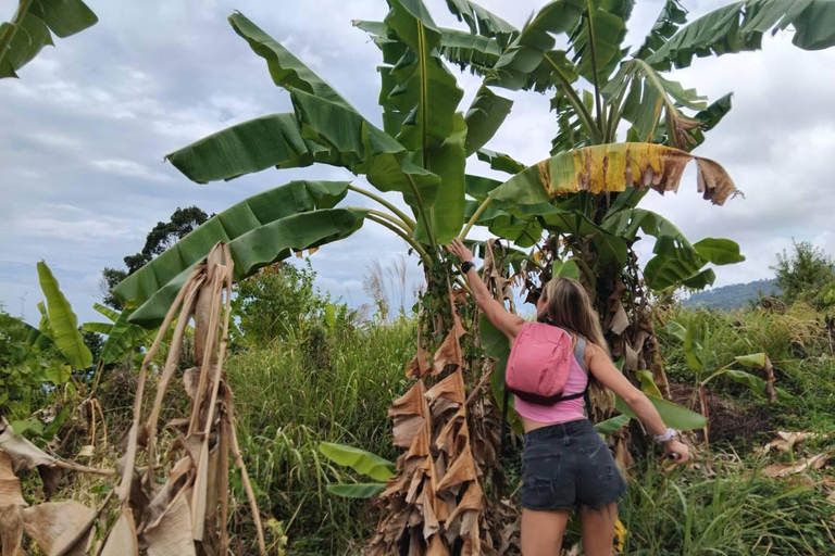 Phuket: Excursión al Santuario de Elefantes con Planta para la ConservaciónServicio de recogida en cualquier punto de Phuket