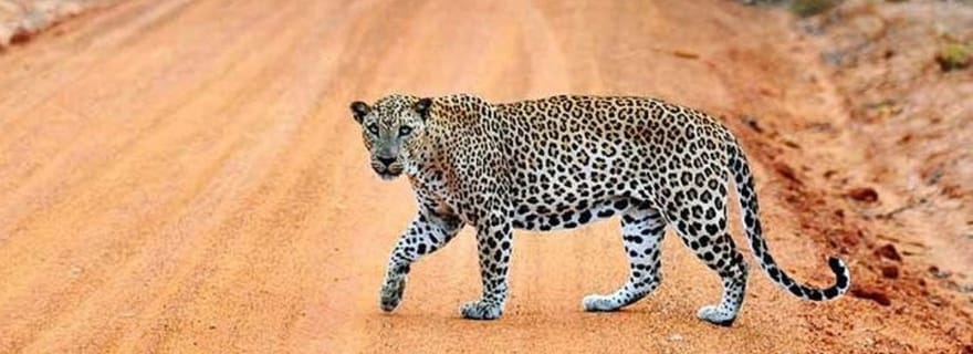 Parc national de Yala : Safari d'une demi-journée depuis le port de Hambantota