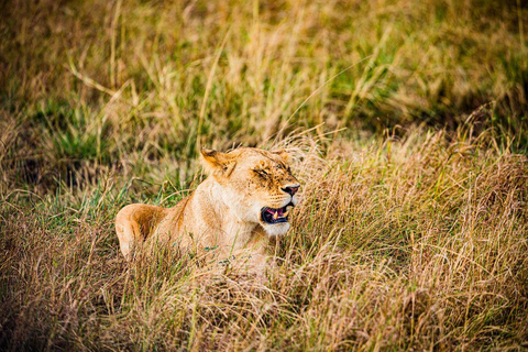 Da Nairobi: Safari di gruppo nel Maasai Mara di 3 giorni/2 nottiSafari di gruppo di 3 giorni e 2 notti e visita al villaggio Masai