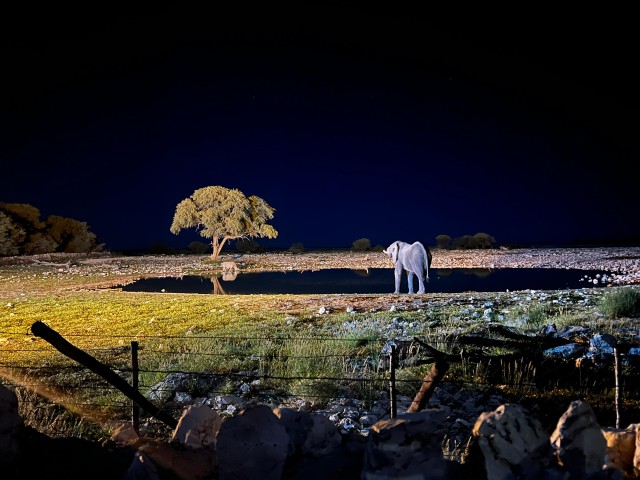 Visit Etosha National Park 4 Day Wildlife Safari Tour in Etosha National Park