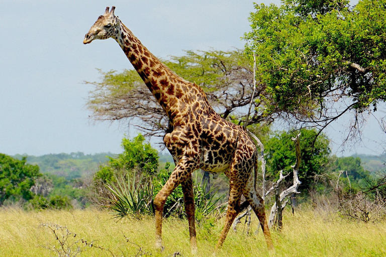 From Zanzibar: Saadani safari 2-Day with Night Game Drive