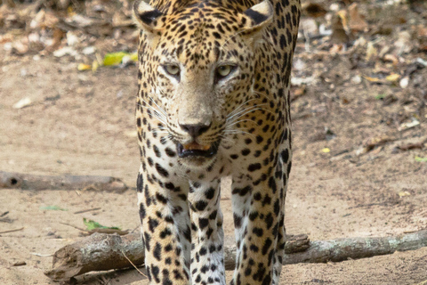 Sri Lanka: fauna e spiaggia