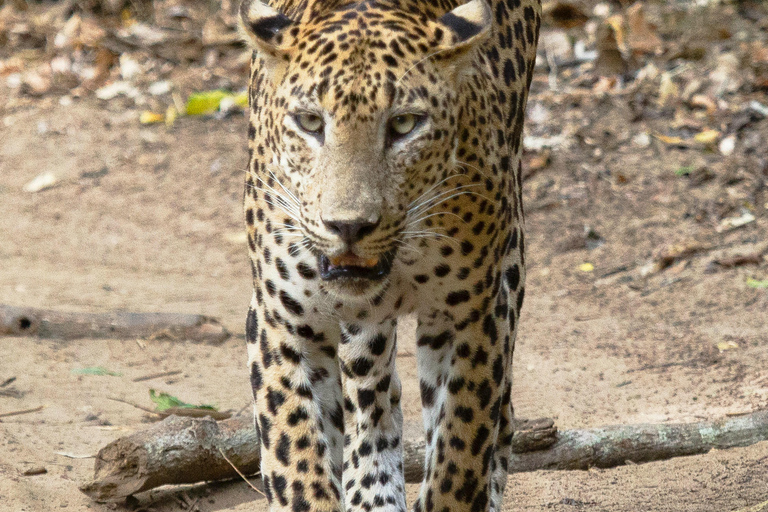 Sri Lanka: fauna e spiaggia